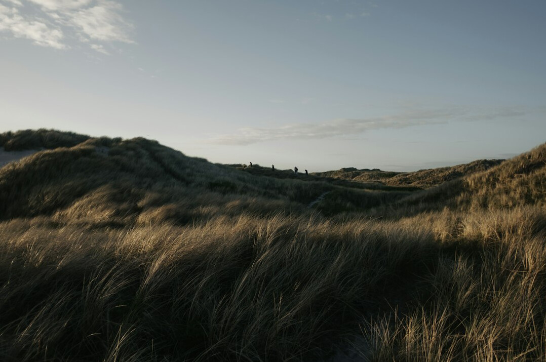 Grass covered sand dunes along the Danish coast at sunset
