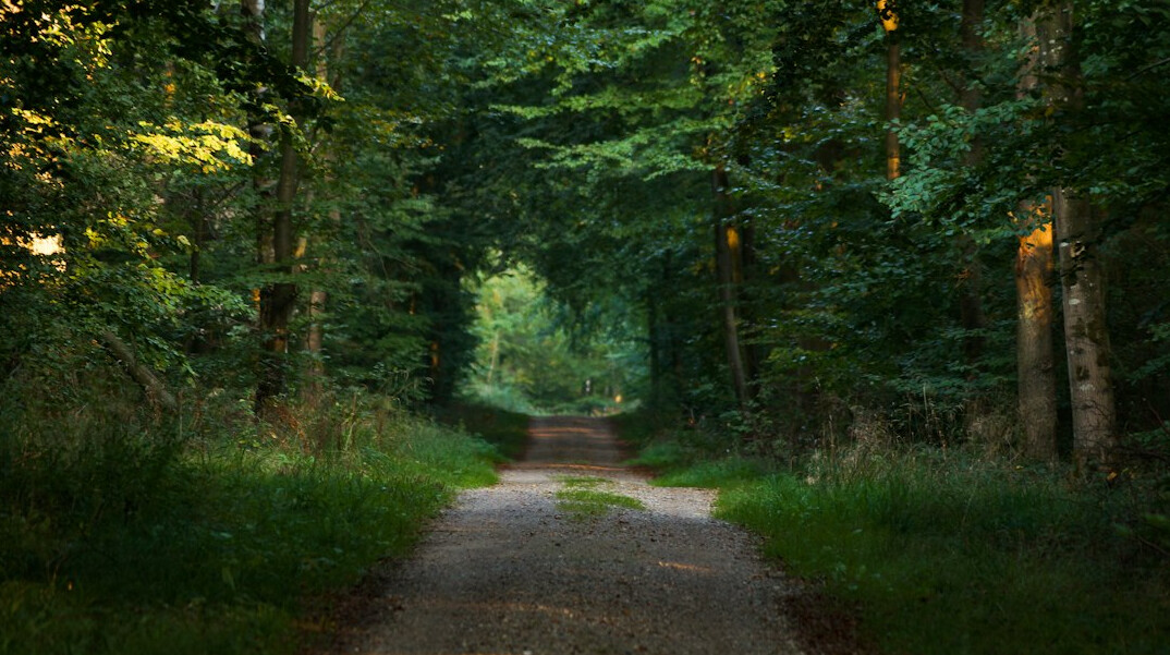 Sunlight filtering through a quiet Danish beech forest